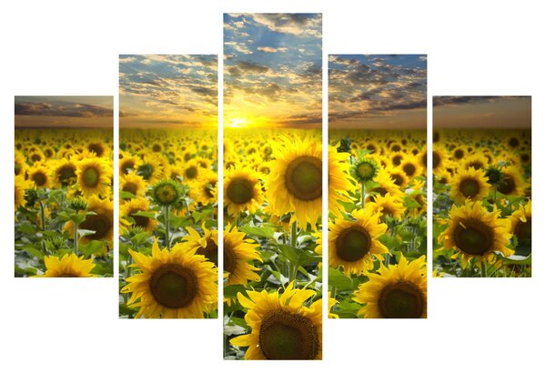 Tablou - Floarea-soarelui la apus de soare (150x105 cm)