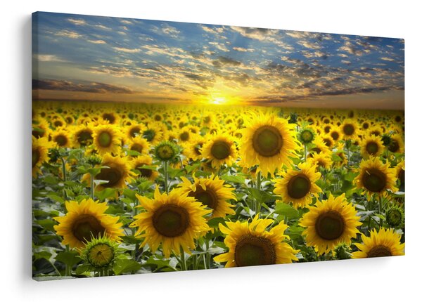 Tablou - Floarea-soarelui la apus de soare (90x60 cm)