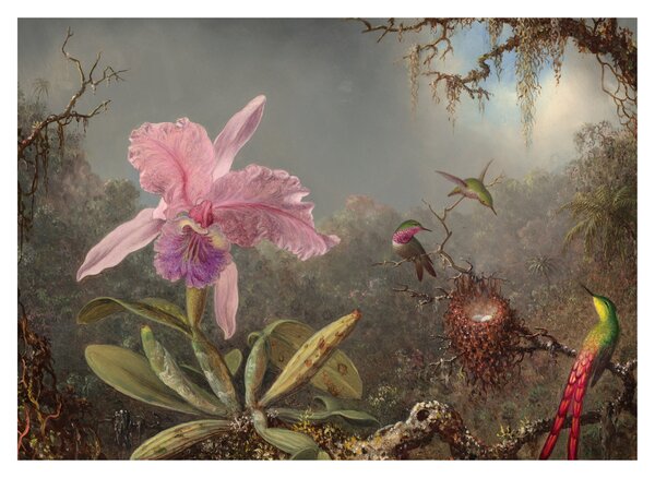 Tablou - Martin Johnson Heade, Cattleya Orchid and Three Hummingbirds, reproducere (70x50 cm)