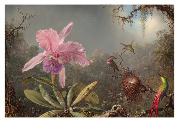 Tablou - Martin Johnson Heade, Cattleya Orchid and Three Hummingbirds, reproducere (90x60 cm)