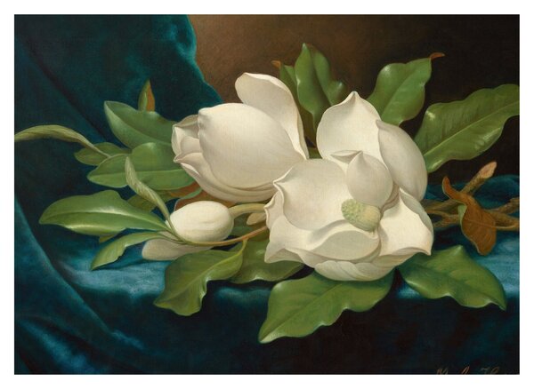 Tablou - Martin Johnson Heade, Giant Magnolias on a Blue Velvet Cloth, reproducere (70x50 cm)