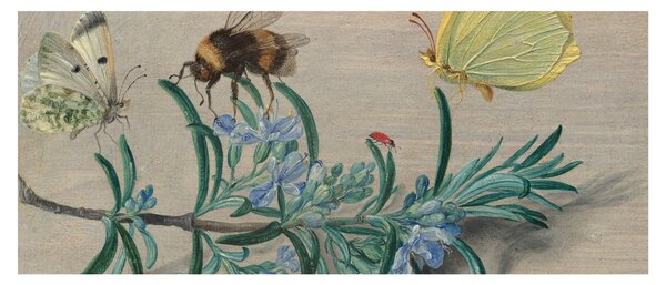 Tablou - Jan van Kessel the Elder, Insects and a Sprig of Rosemary, reproducere (120x50 cm)