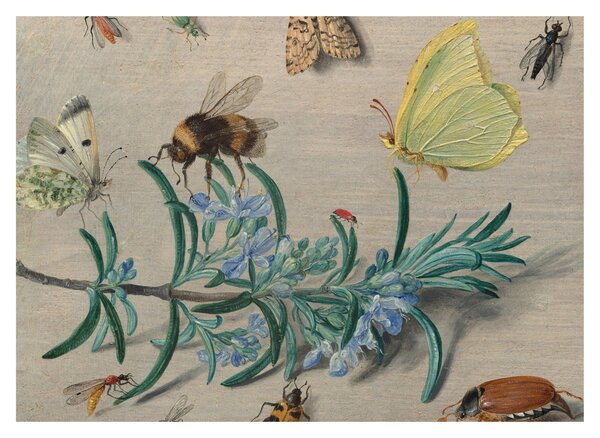Tablou - Jan van Kessel the Elder, Insects and a Sprig of Rosemary, reproducere (70x50 cm)
