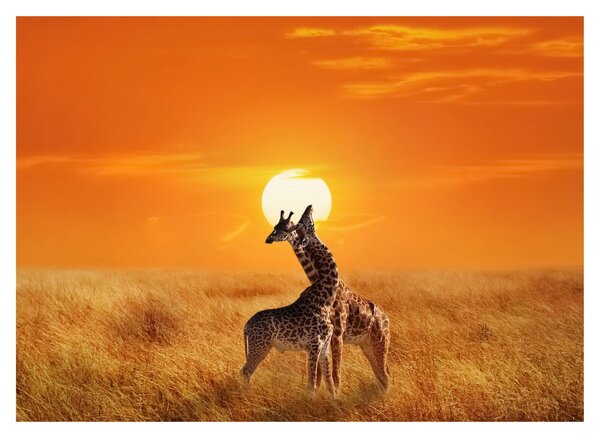 Tablou pe sticlă - Girafe în Parcul Național Serengeti (70x50 cm)