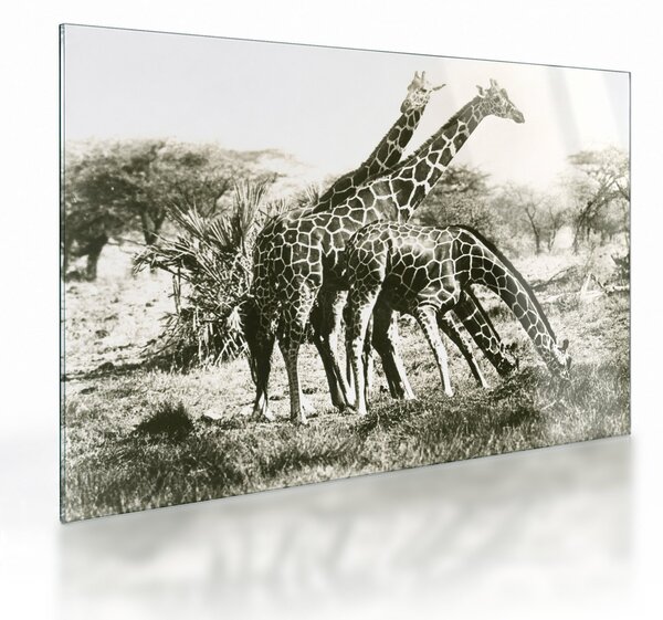Tablou pe sticlă - Girafe, de epocă (70x50 cm)