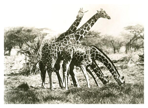 Tablou pe sticlă - Girafe, de epocă (70x50 cm)