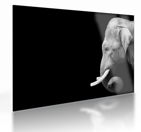 Tablou pe sticlă - Elefant (70x50 cm)