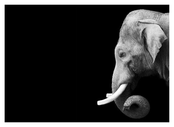 Tablou pe sticlă - Elefant (70x50 cm)