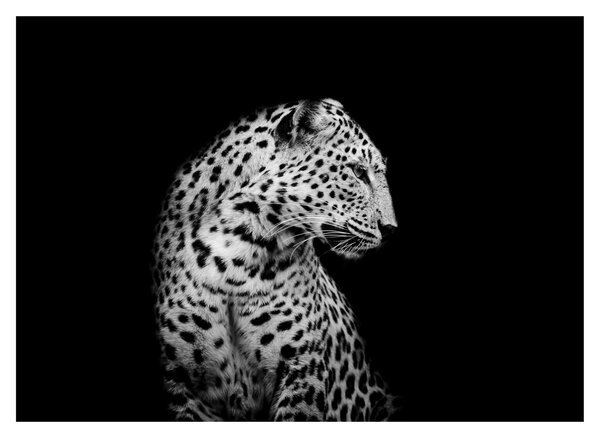 Tablou pe sticlă - Leopardul (70x50 cm)