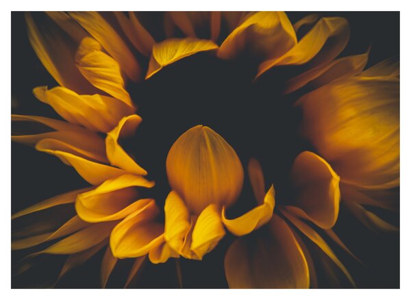 Tablou pe sticlă - Floarea-soarelui în fundal negru (70x50 cm)