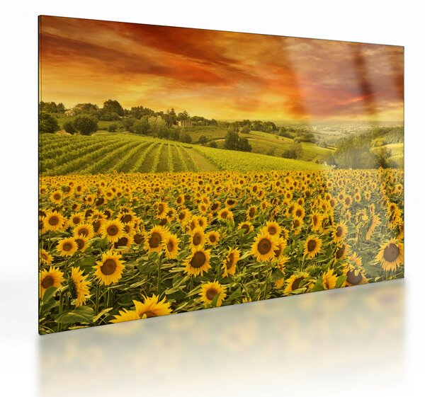 Tablou pe sticlă - Câmp de floarea-soarelui (70x50 cm)