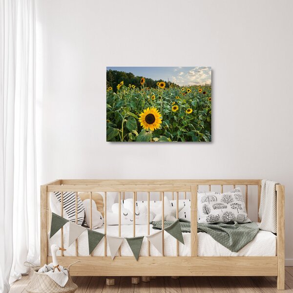 Tablou pe sticlă - Câmpul de floarea-soarelui II. (70x50 cm)