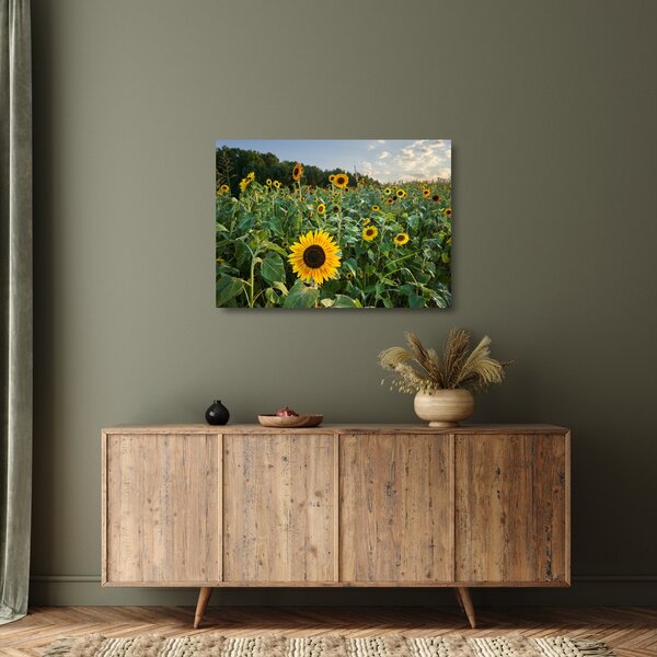 Tablou pe sticlă - Câmpul de floarea-soarelui II. (70x50 cm)