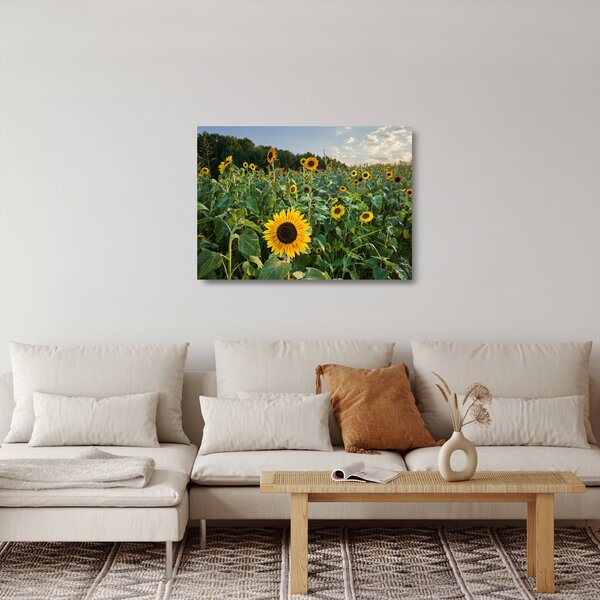 Tablou pe sticlă - Câmpul de floarea-soarelui II. (70x50 cm)