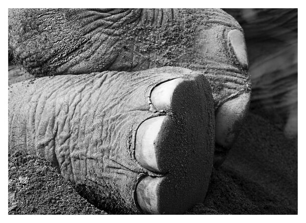 Tablou pe sticlă - Picior de elefant (70x50 cm)
