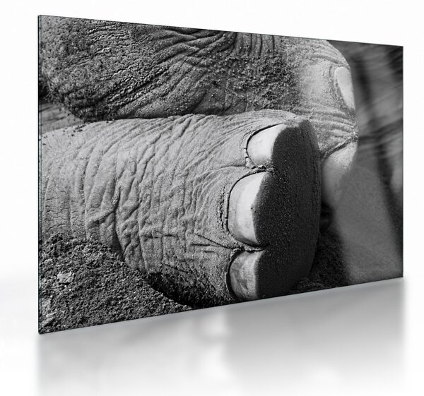 Tablou pe sticlă - Picior de elefant (70x50 cm)