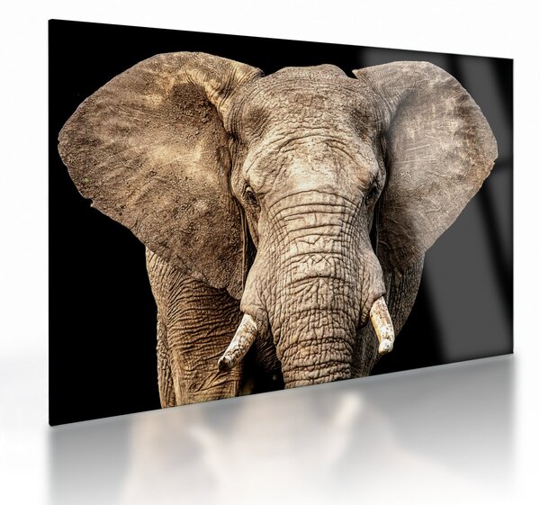 Tablou pe sticlă - Elefant african (70x50 cm)
