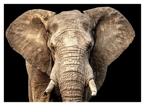 Tablou pe sticlă - Elefant african (70x50 cm)