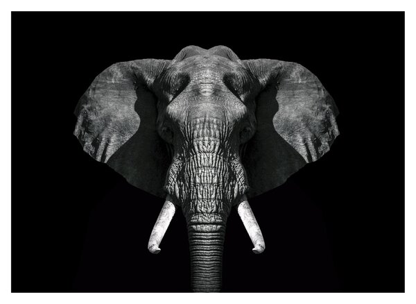 Tablou pe sticlă - Elefant pe fundal negru (70x50 cm)