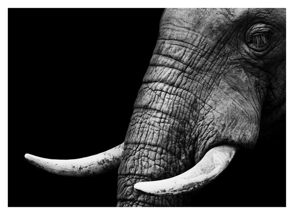 Tablou pe sticlă - Colți de elefant (70x50 cm)