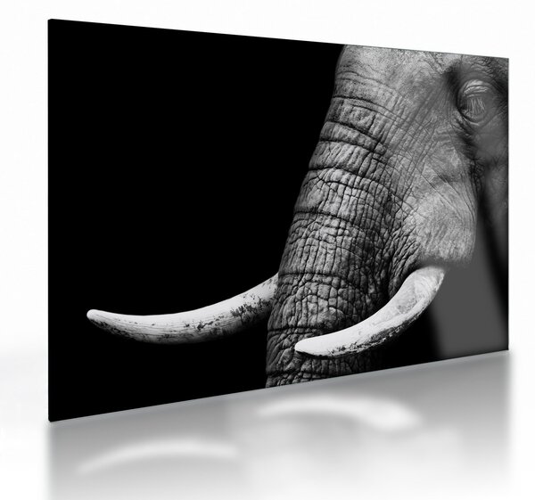 Tablou pe sticlă - Colți de elefant (70x50 cm)