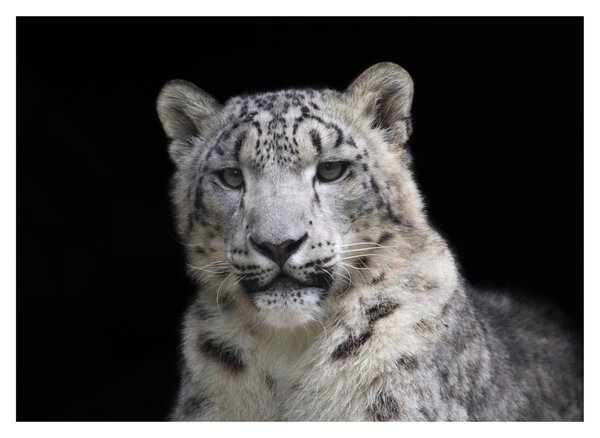 Tablou pe sticlă - Snow Leopard (70x50 cm)