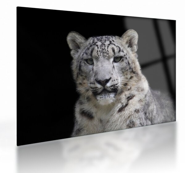 Tablou pe sticlă - Snow Leopard (70x50 cm)