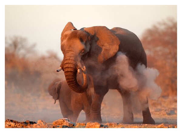 Tablou pe sticlă - Marele elefant african (70x50 cm)