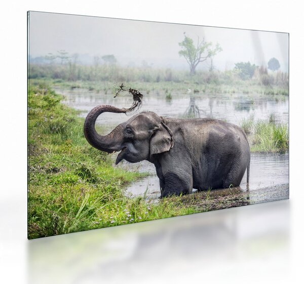 Tablou pe sticlă - Elefant de scăldat (70x50 cm)