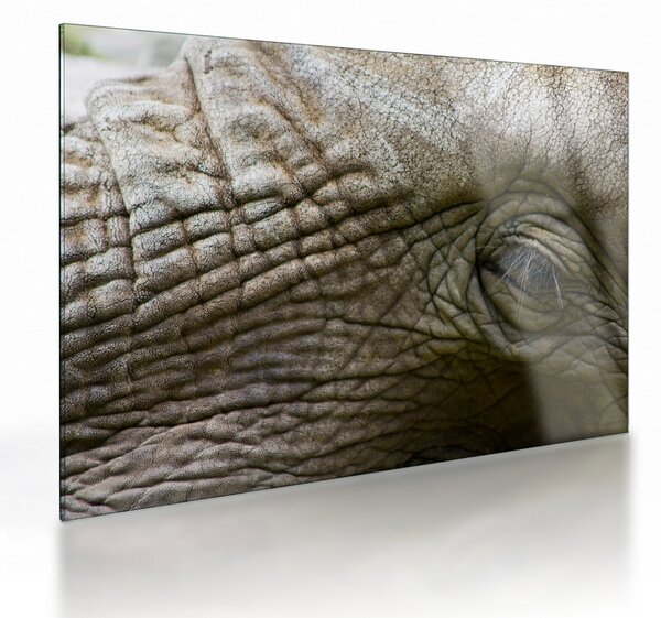 Tablou pe sticlă - Prim-planul ochiului de elefant vechi (70x50 cm)
