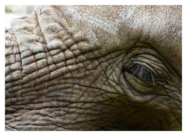 Tablou pe sticlă - Prim-planul ochiului de elefant vechi (70x50 cm)