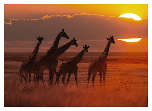 Tablou pe sticlă - Girafe în savana africană (70x50 cm)