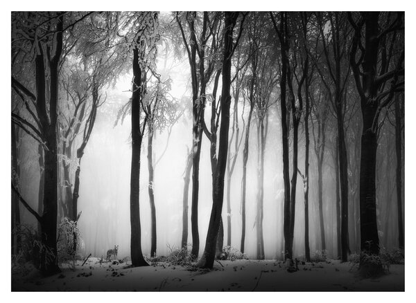 Tablou pe sticlă - Lup în pădurea întunecată (70x50 cm)