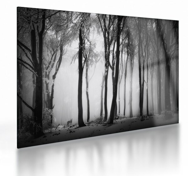 Tablou pe sticlă - Lup în pădurea întunecată (70x50 cm)