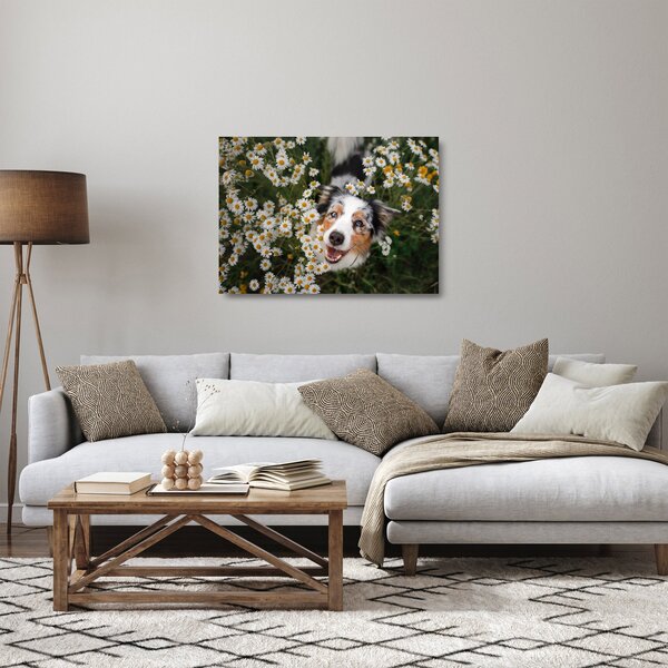 Tablou pe sticlă - Ciobănesc australian (70x50 cm)