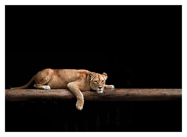 Tablou pe sticlă - Lioness (70x50 cm)