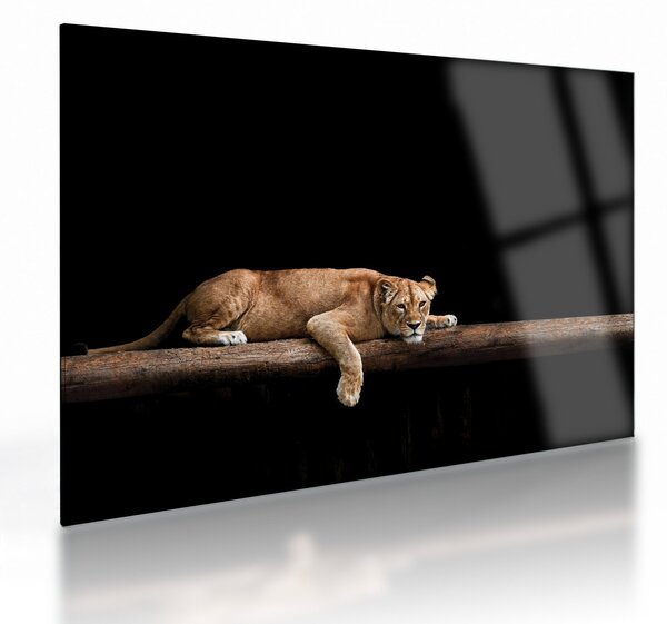 Tablou pe sticlă - Lioness (70x50 cm)