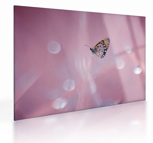 Tablou pe sticlă - Fluturele (70x50 cm)