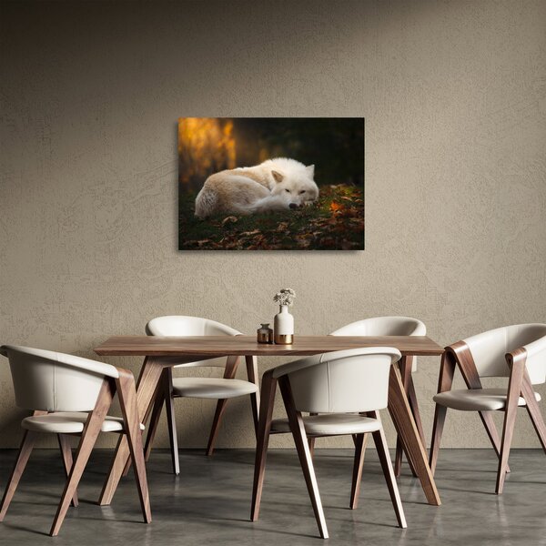 Tablou pe sticlă - Lupul care se odihnește (70x50 cm)