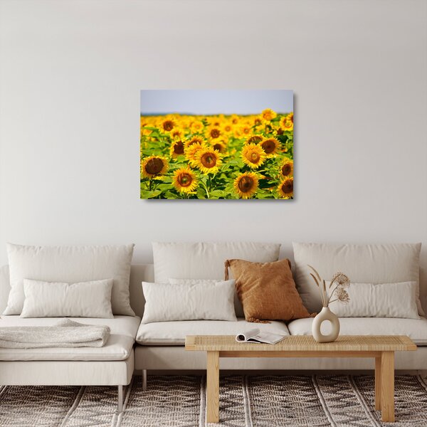Tablou pe sticlă - Floarea-soarelui (70x50 cm)