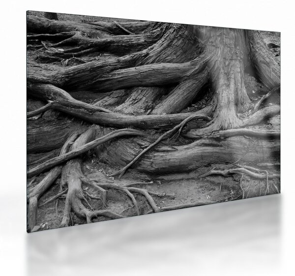 Tablou pe sticlă - Rădăcinile copacului (70x50 cm)