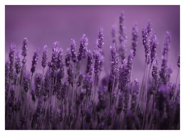 Tablou pe sticlă - Lavanda (70x50 cm)