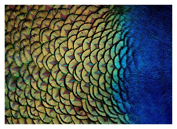 Tablou pe sticlă - Pene de păun (70x50 cm)