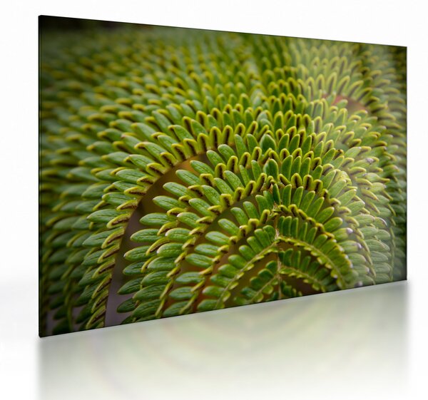 Tablou pe sticlă - Fern (70x50 cm)