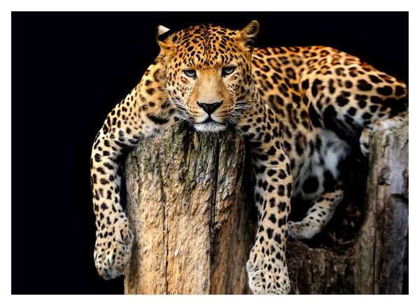 Tablou pe sticlă - Ghepard (70x50 cm)