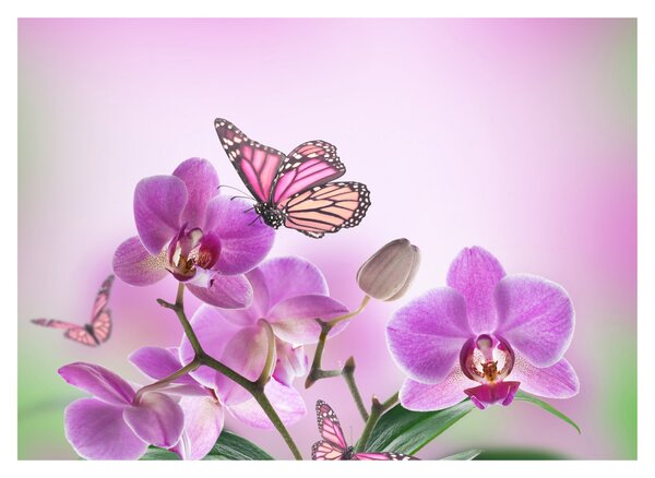 Tablou pe sticlă - Fluture pe flori de orhidee, liliac (70x50 cm)