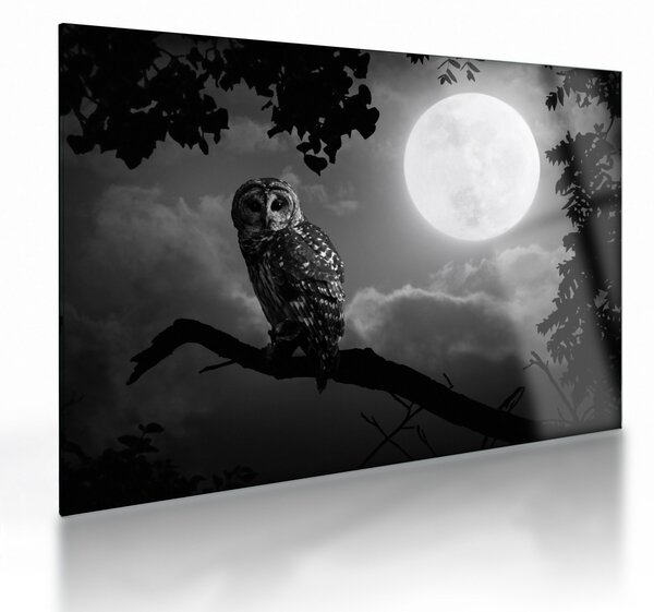 Tablou pe sticlă - Bufniță de noapte, alb și negru (70x50 cm)