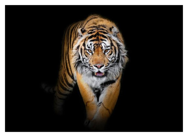Tablou pe sticlă - Tiger (70x50 cm)