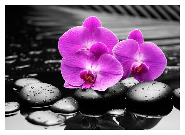 Tablou pe sticlă - Orhidee violet (70x50 cm)