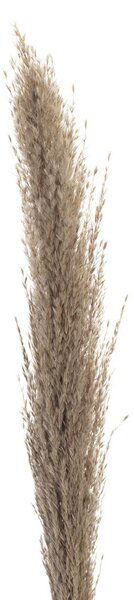 Ramură de pampas 130cm